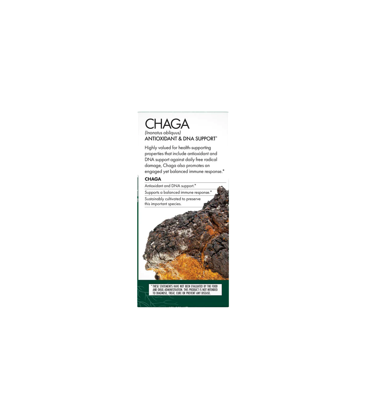 HOST DEFENSE 호스트 디펜스 차가버섯(Inonotus Obliquus) 60캡슐 | 매일 업데이트되는 특가 상품 | VITASHOP