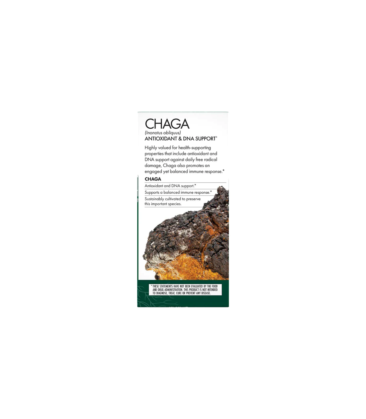 HOST DEFENSE 호스트 디펜스 차가버섯(Inonotus Obliquus) 60캡슐 | 매일 업데이트되는 특가 상품 | VITASHOP
