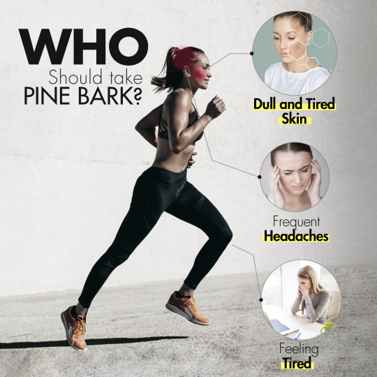 INNO NUTRITION French Maritime Pine Bark 120Caps | Unbeatable Prices, Daily Deals | VITASHOP